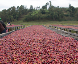 świeżo palona kawa od Good Coffee micro roasters